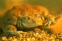 Giant aquatic frog {Telmatobius escomeli} Altiplano lakes, Peru