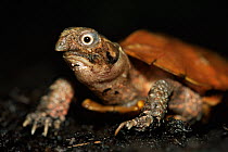 Black breasted hill turtle {Geoemyda spengleri} from China