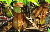 Pitcher plant {Nepenthes distillatoria} Sinharaja FR, Sri Lanka