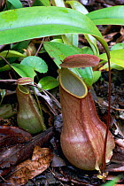 Pitcher plant {Nepenthes distillatoria} Sinharaja FR, Sri Lanka