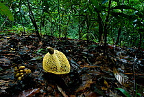Veiled fungus {Phallus sp} and Michelia fruit Sri Lanka, tropical wet evergreen forest floor