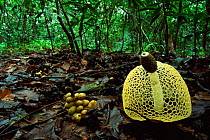Veiled fungus {Phallus sp} and {Michelia sp} fruit on leaf litter in tropical wet evergreen forest, Sri Lanka