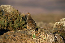 Chestnut naped francolin {Pternistis castaneicollis} Ethiopian highlands, Ethiopia