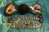 Flowers and fruit of {Durio sp} Durian Flowers are food for Lion tailed macaque. W Ghats, India