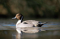 Male Pintail duck {Anas acuta}, UK