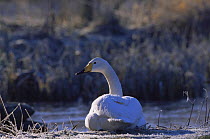 Whooper swan at rest on frosty ground (Cygnus cygnus), Lancashire, UK