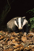 Adult Badger portrait {Meles meles} South Devon, UK, October