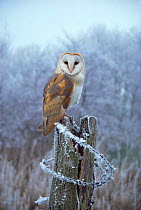 Barn owl on post in frost {Tyto alba} UK.