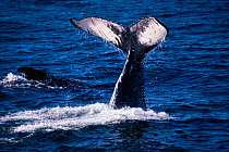 Humpback whale tail fluke {Megaptera novaeangliae} Britania bay, South Africa