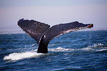 Humpback whale tail fluke {Megaptera novaeangliae} Stellwageb Bank, MA, USA