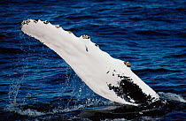 Humpback whale pectoral fin {Megaptera novaeangliae} Stellwageb Bank, MA, USA
