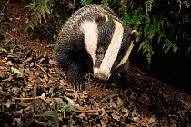 Badger in woodland {Meles meles} Devon, UK