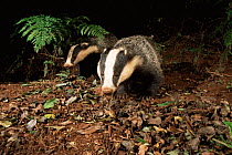 Badgers foraging in woodland {Meles meles} Devon, UK