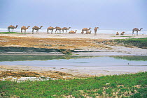 Khawr Taqah, Dhofar coast, Oman, Middle East