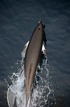 Northern right whale dolphin at surface {Lissodelphis borealis} Monterey Bay, California Pacific