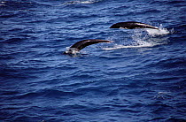 Northern right whale dolphins {Lissodelphis borealis} Monterey Bay, California Pacific
