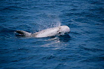 Risso's dolphin surfacing {Grampus griseus}, Monterey Bay, California, Pacific Ocean