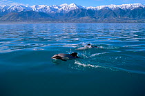 Hectors dolphins at surface {Cephalorhynchus hectori} Kaikoura, New Zealand Pacific