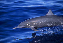 Eastern spinner dolphin (Stenella longirostris orientalis) porposing, West Mexico, Pacific