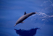Eastern spinner dolphin {Stenella longirostris orientalis} W Mexico, Pacific