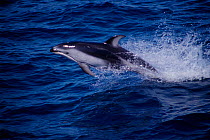 Pacific white sided dolphin {Lagenorhynchus obliquidens} Monterey Bay, California Pacific