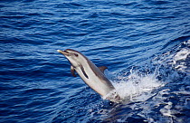 Pantropical spotted dolphin {Stenella attenuata} Gulf of Mexico, Atlantic Ocean