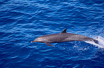 Pantropical spotted dolphin {Stenella attenuata} Gulf of Mexico, Atlantic Ocean