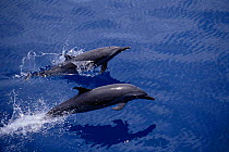 Pantropical spotted dolphins {Stenella attenuata} offshore Panama, Pacific Ocean