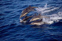 Short-beaked common dolphins group leaping {Delphinus delphis} Monterey Bay California