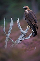 Golden eagle perched {Aquila chrysaetos} Scotland captive