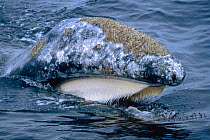 Grey whale skim feeding at sea surface on krill {Eschrichtius robustus} Monterey Bay California Pacific