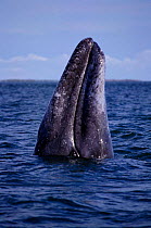 Adult Grey whale spyhopping {Eschrichtius robustus} Baja-California
