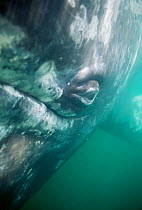 Grey whale underwater eye detail {Eschrichtius robustus} San Ignacio Lagoon Baja