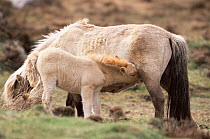 Eriskay pony with foal suckling {Equus caballus} South Uist, Scotland, UK