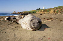 4mth old Northern elephant seal pup {Mirounga angustirostris} Pt Piedras Blancas California USA.