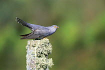 European cuckoo male in threat posture {Cuculus canorus} South Uist, Scotland