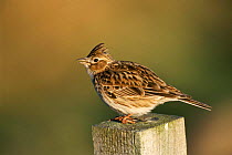 Skylark singing on post {Alauda arvensis} South Uist, Scotland, UK