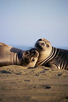 4mth old Northern elephant seal pups {Mirounga angustirostris} Pt Piedras Blancas California USA