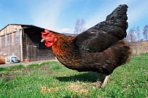 Domestic hen free range {Gallus gallus domesticus} Scotland, UK
