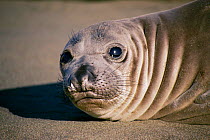 4mth Northern elephant seal pup {Mirounga angustirostris} Point Piedras Blancas California USA