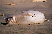 Female Northern elephant seal {Mirounga angustirostris} Point Piedras Blancas California USA