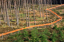 Deer fence protects tree plantation from damage from grazing deer. Red tape reduces Grouse collision, Highlands Scotland, UK
