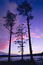 Scots pine tree at sunset {Pinus sylvestris} Strathspey, Highlands, Scotland, UK