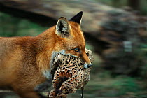 Red fox carries dead pheasant in mouth {Vulpes vulpes} Devon, UK