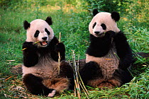 Giant pandas eating bamboo {Ailuropoda melanoleuca}  Sichuan province, China