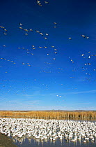 Snow geese {Chen caerulescens} at overnight roost and winter refuge, Bosque Del Apache NP, New Mexico, USA