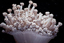 Polyps of soft leather coral feeding at night {Sarcophyton} Red Sea