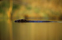 Eurasian beaver {Castor fiber} swimming in calm waters, Talsu rajons, Latvia