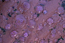 Common jellyfish mass stranding on beach {Aurelia aurita} Montrose, Scotland, UK