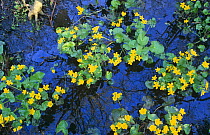 King cups {Caltha palustris} in wetlands with tree reflections in water,  Kemeri NP, Latvia